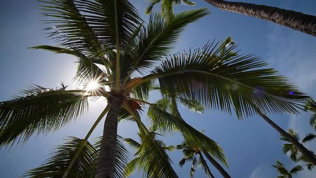 Sun flare through palm tree leafs in Pu'uhonua O Hōnaunau National Historical Park, Big Island of Hawaii. Low angle, parallax movement, slow motion, HD.