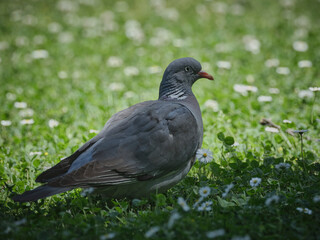 Portrait of a pigeon on the grass