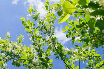 green leaves against blue sky