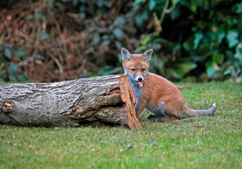Urban fox cubs playing and exploring the garden