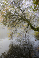A tree leans over the surface of the river