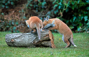 Naklejka na ściany i meble Urban fox cubs playing and exploring the garden