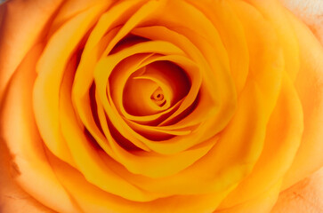 Close-up shot of top view of a dark yellow rose, bright, beautiful