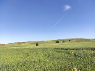 green wheat cultivated areas in continental climate areas, wheat fields,