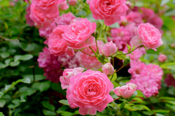 pink roses