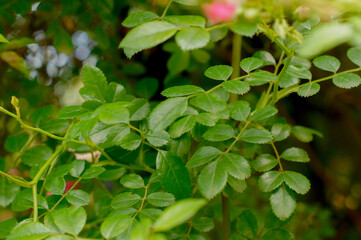 green leaves background