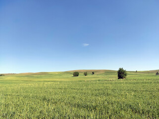green wheat cultivated areas in continental climate areas, wheat fields,
