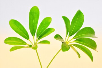 green leaves Schefflera tree on white background.  vintage photo editor