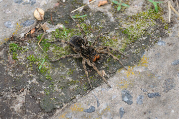 Spider wolf on the surface of soil and stones. View from above.