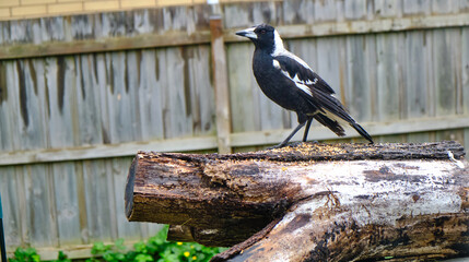 Australian Magpies are birds of the Corvidae family. The black and white Eurasian magpie is widely considered one of the most intelligent animals in the world