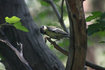 a portrait of tomtit sitting on a tree