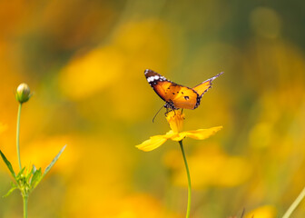 Plain Tiger Butterfly on a flower