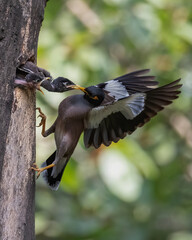 Mom Bringing food for Kids