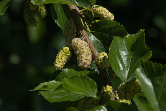 Ripe mulberry fruit among the leaves, hanging on branches