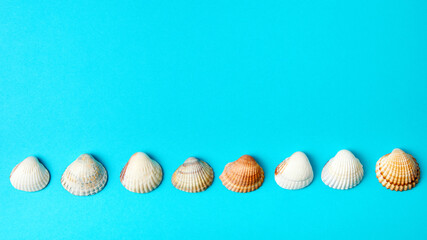 Sea shells on a blue background with copy space