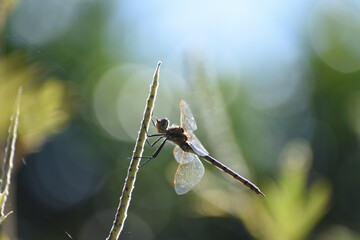 Australian Dragonfly resting