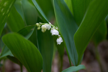Lily of the valley in blossom                               