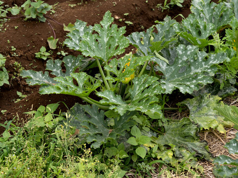 63 Best ズッキーニ畑 Images Stock Photos Vectors Adobe Stock