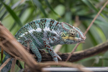 Beautiful of chameleon panther, chameleon panther on branch, chameleon panther closeup