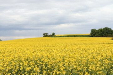 Brassica napus. Field with rapeseed. Blue sky after the rain.