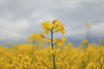 Obraz premium Brassica napus. Field with rapeseed. Blue sky after the rain.