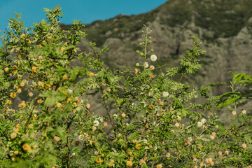 Fototapeta na wymiar Vachellia farnesiana and Leucaena leucocephala . Fabaceae / bean family. Mount Kaala Trail / Waianae Valley, Oahu, Hawaii. 