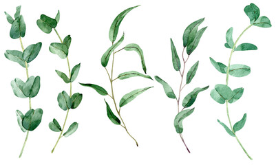 Watercolor greenery set with eucalyptus branches. Natural foliage illustration. Green leaves clipart.