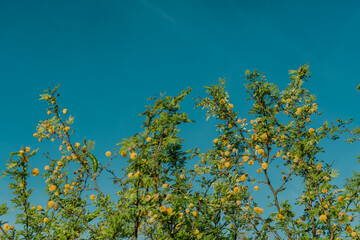 Vachellia farnesiana, also known as Acacia farnesiana, and previously Mimosa farnesiana, commonly known as sweet acacia, huisache, or needle bush.  Mount Kaala Trail / Waianae Valley, Oahu, Hawaii