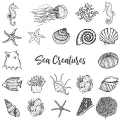 set of seashells and marine animals. Hand drawn vector sea and ocean creatures.