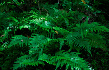 Naklejka na ściany i meble Microlepia strigosa, known as hay-scented fern, lace fern, rigid lace fern and palapalai, is a fern indigenous to the Hawaiian islands. Mount Kaala Trail / Waianae Valley, Oahu, Hawaii. 