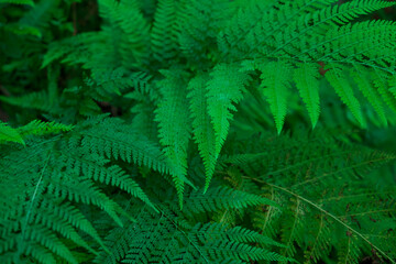 Fototapeta na wymiar Microlepia strigosa, known as hay-scented fern, lace fern, rigid lace fern and palapalai, is a fern indigenous to the Hawaiian islands. Mount Kaala Trail / Waianae Valley, Oahu, Hawaii. 