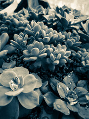 Close up arrangement of beautiful succulent plants, easy care indoor plant photo of echeveria. Home...