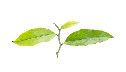 fresh tea leaves on a white,isolated