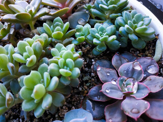 Close up arrangement of beautiful succulent plants, easy care indoor plant photo of echeveria. Home...