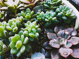 Close up arrangement of beautiful succulent plants, easy care indoor plant photo of echeveria. Home...