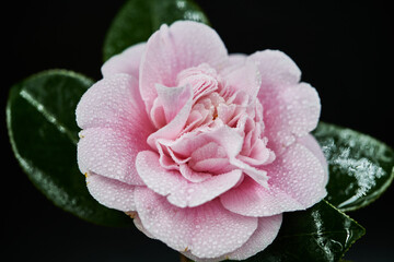 Vigorous and fast growing, Camellia sasanqua 'Plantation Pink' is an upright evergreen shrub with masses of large, sweetly scented single to semi-double, soft pink flowers with a wonderful boss of gol © Graham