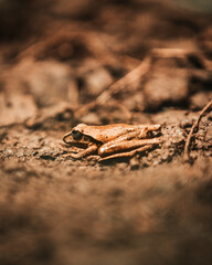 Frog