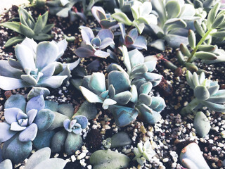 Close up arrangement of beautiful succulent plants, easy care indoor plant photo of echeveria. Home...
