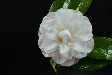Camellia's native to China and Japan. It is usually found growing up to an altitude of 900 metres....