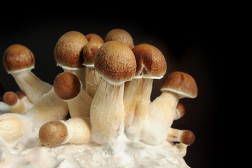 Micro growing of Psilocybe Cubensis on black background. Mycelium block of psychedelic psilocybin...