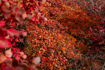 autumn leaves background