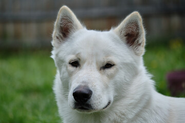 White Male Siberian Husky. Miska At 14 Months Old. - obrazy, fototapety, plakaty