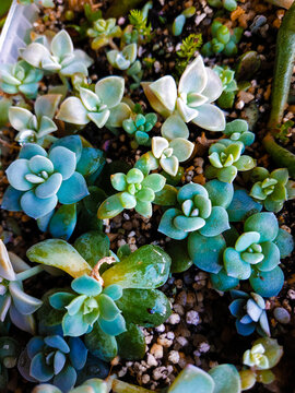 Close up arrangement of beautiful succulent plants, easy care indoor plant photo of echeveria. Home mini garden of plants, care, hobby gardening water droplets on a flower, dew, watering plants