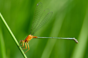 close up of a dragonfly on the grass stem