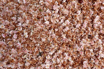 Abgefallene Kastanienblüten - Blüten - Kastanie