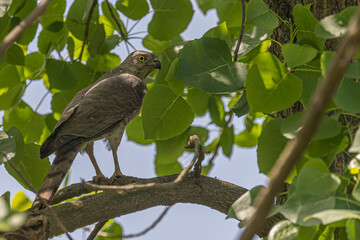 Sparrow Hawk. perched on a branch