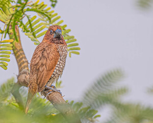 Scally Munia sitting on a tree