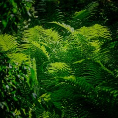 Ferns in the forest and sunlight