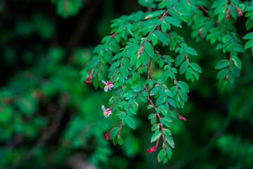 Waianae Range , Mount Kaala Trail , Oahu, Hawaii