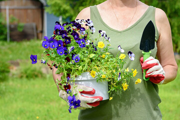 Gardener florist in work gloves holds seedlings of pansies in the summer garden of the house, in the open air. The concept of gardening and flowers.